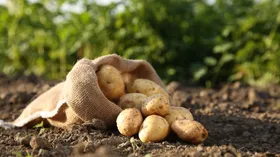 Как правильно сажать картошку в июле: будет не хуже весенней