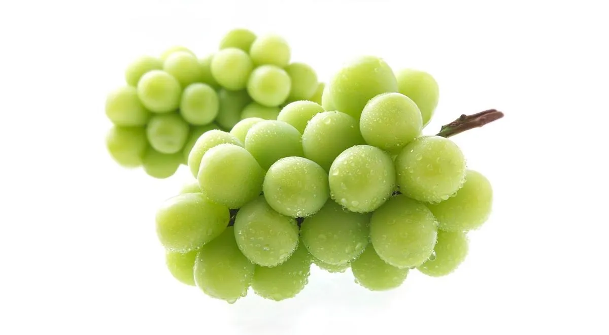 Виноград Шайн Мускат