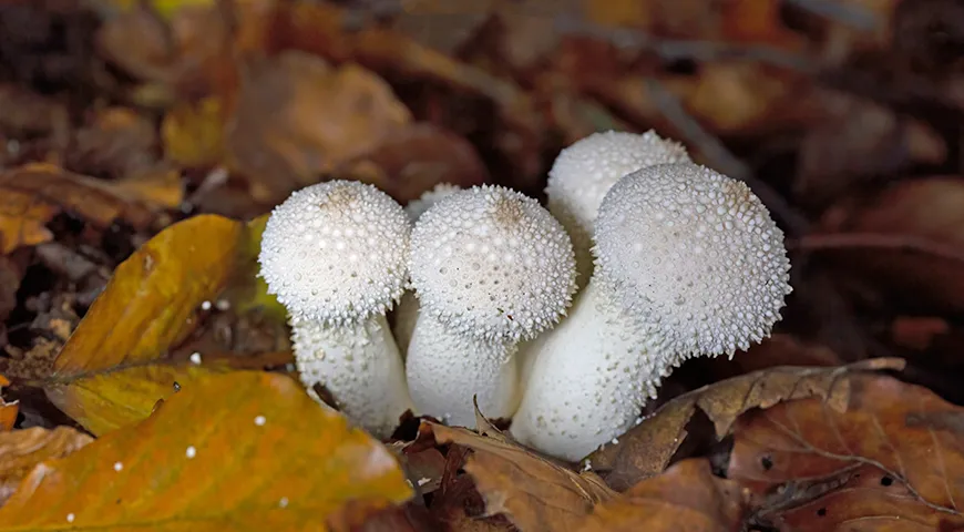 Жемчужная разновидность дождевика достигает 8-сантиметровой высоты, его внешняя поверхность покрыта мелкими бородавчатыми образованиями